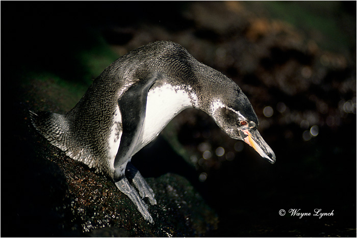 Galapagos Penguin 102 by Dr. Wayne Lynch &copy;